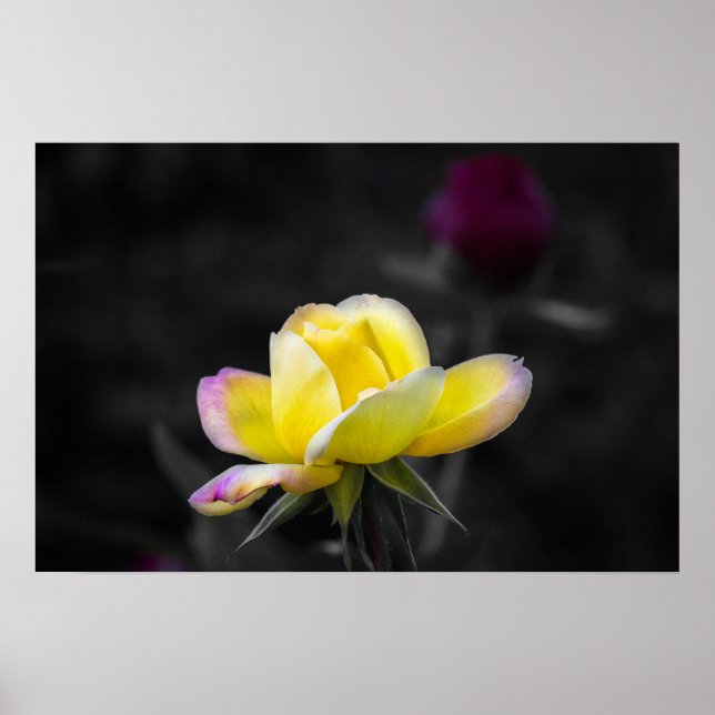 Poster Yellow Rose Photography (Front)