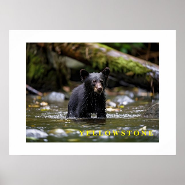 Poster Yellowstone Bear Cub (Front)