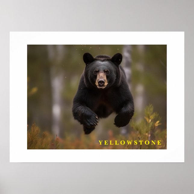 Poster Yellowstone Black Bear  (Front)