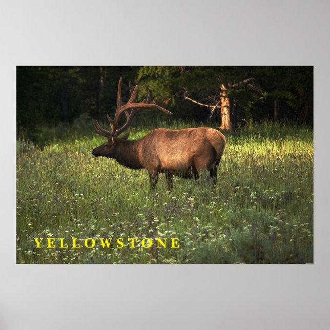 Poster Yellowstone Elk (Front)