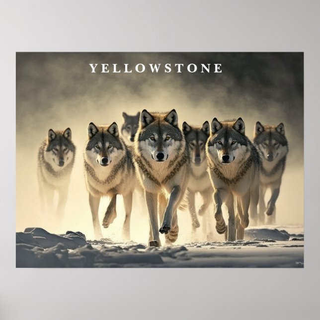 Poster Yellowstone Wolves (Front)