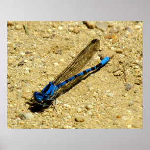 Poster - You Looking at Me?