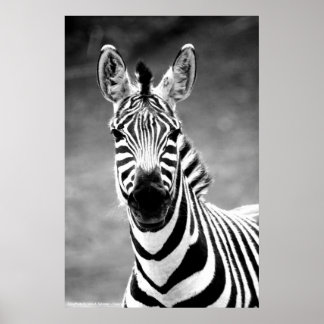 POSTER ZebraPhoto By John A. Sylvester
