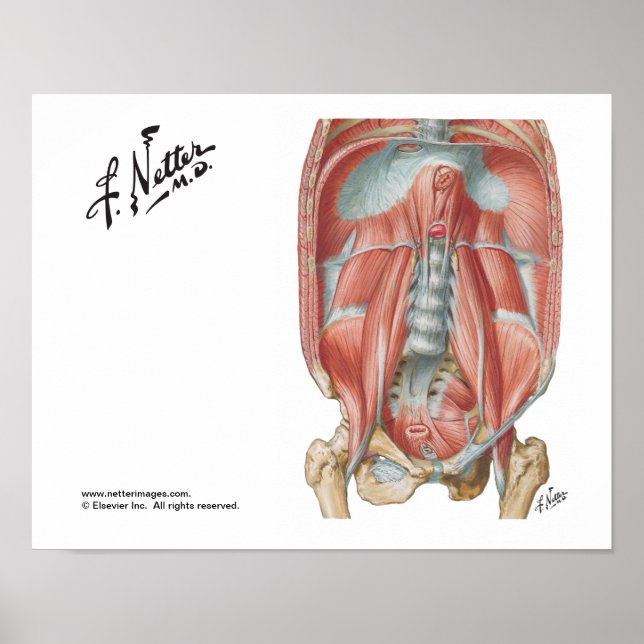 Posterior Abdominal Wall Poster (Front)