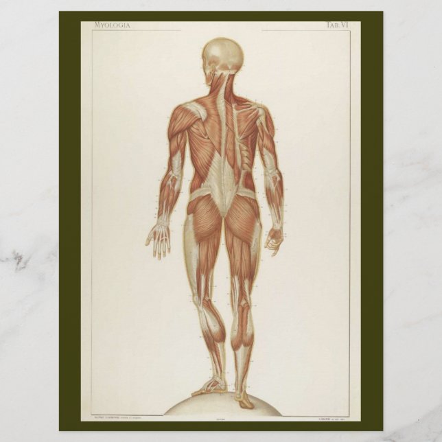 Posterior Muscles Flyer (Front)