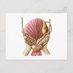 Posterior View Of Urinary Bladder Postcard