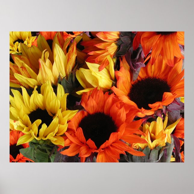 Posters, SUNFLOWERS # 1 Poster (Front)