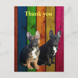Postkare french Bulldoggen thank you Postcard