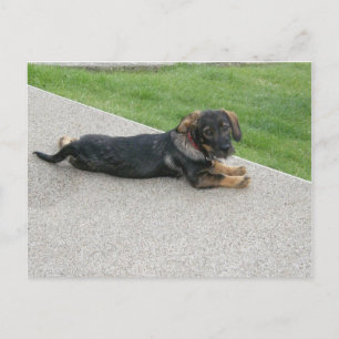 Postkarte "die kleine Diva" Postcard
