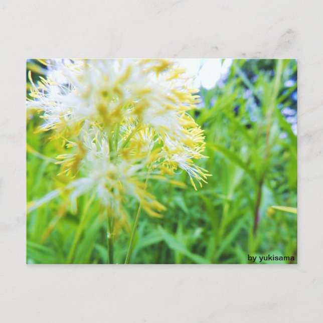 Postkarte - Gelbe Blume Postcard (Front)