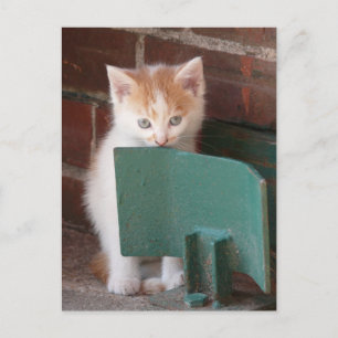 Postkarte "junge Katze" Postcard