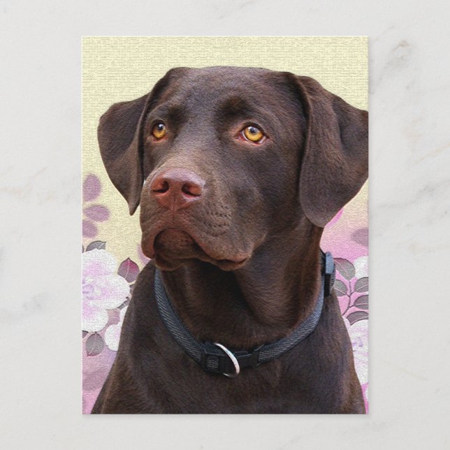 Postkarte Labrador Lorenzo Postcard (Front)
