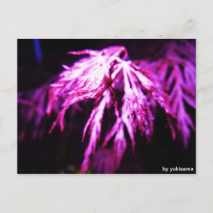 Postkarte - Lila Pflanze bei Nacht Postcard