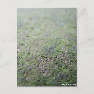 Postkarte - Moß Postcard