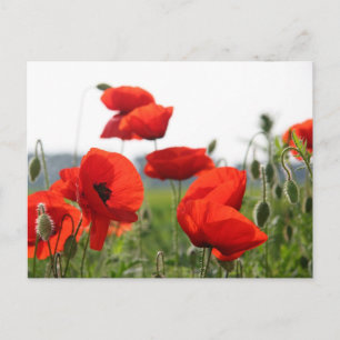 Postkarte Postcard