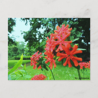 Postkarte - Rote Blume Postcard