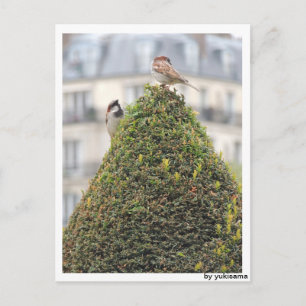 Postkarte - Vögel Postcard