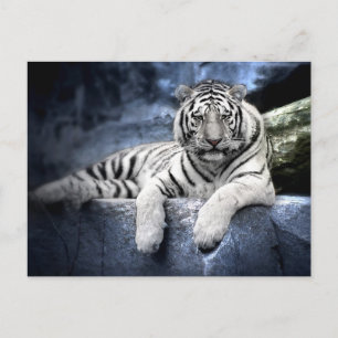 Postkarte: Weißer Tiger / white tiger Postcard