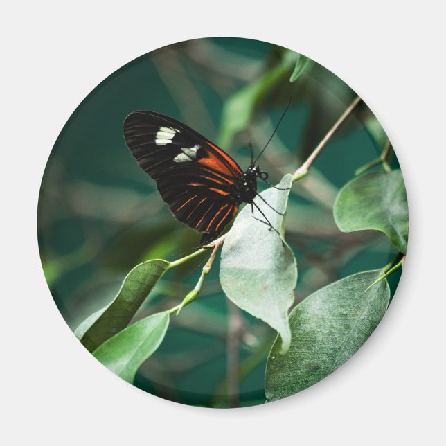 Postman 184 Magnet (Front)