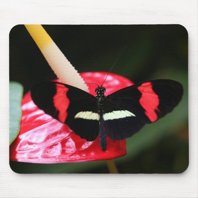 Postman Butterfly Mouse Pad (Front)
