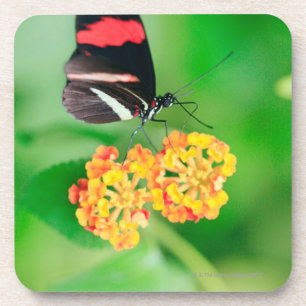 Postman rosina butterfly collecting nectar from coaster