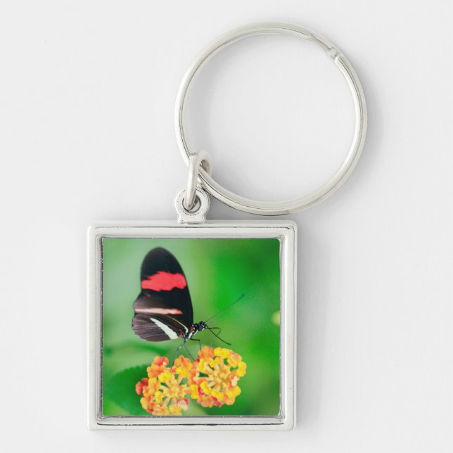 Postman rosina butterfly collecting nectar from key ring (Front)