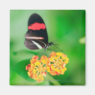 Postman rosina butterfly collecting nectar from magnet
