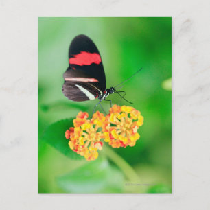Postman rosina butterfly collecting nectar from postcard