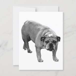 Postmark Bulldog Joy Postcard