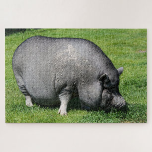 Pot bellied pig on the grass jigsaw puzzle