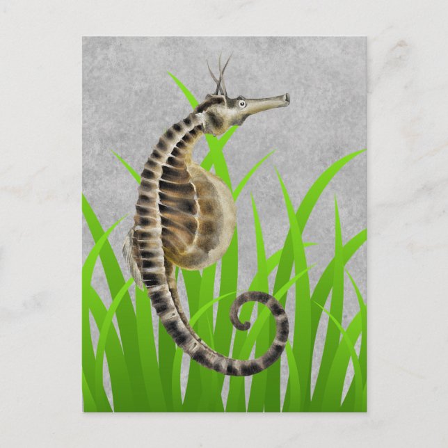 Pot Bellied Sea Horse Animal Print Postcard (Front)