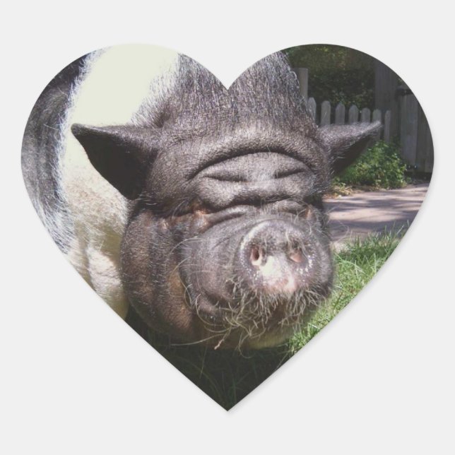 Pot Belly Pig Sticker (Front)
