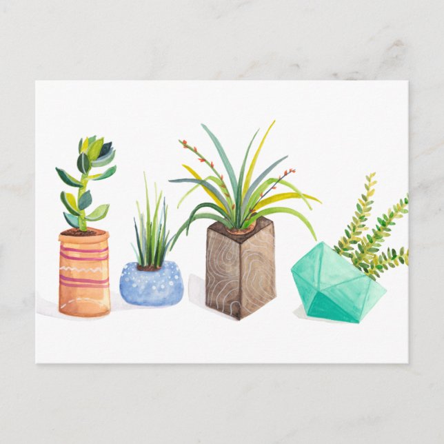 Pot of Succulents Postcard (Front)