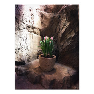 Pot of Tulips in a Grotto Photo Print
