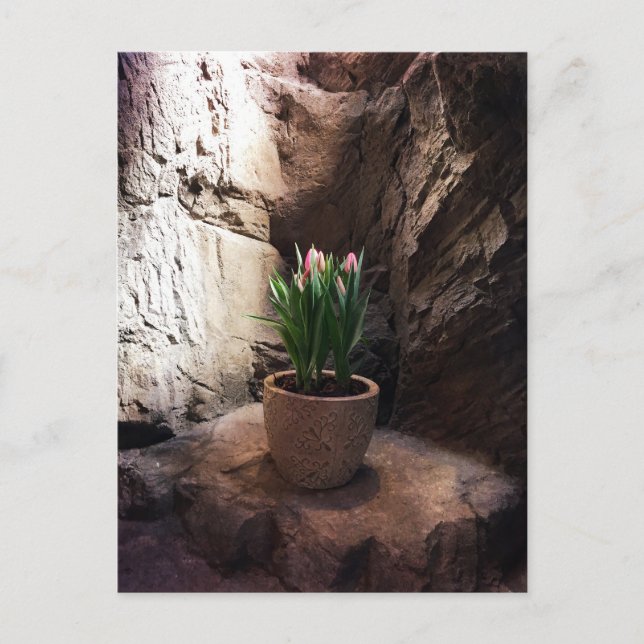 Pot of Tulips in a Grotto Postcard (Front)