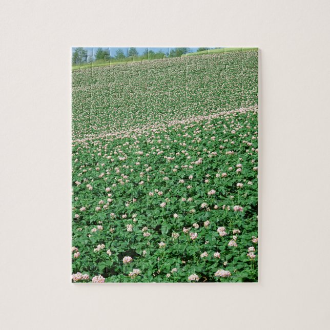 Potato Field 3 Jigsaw Puzzle (Vertical)