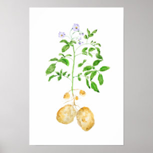 potato plant watercolor  poster