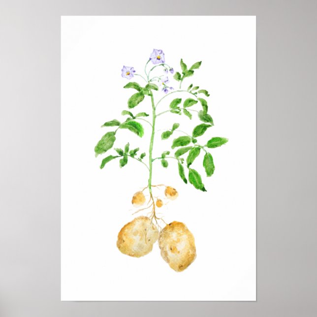 potato plant watercolor  poster (Front)