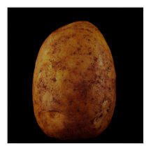 Potato