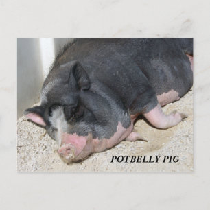 POTBELLY PIG POSTCARD