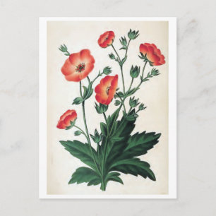 "Potentilla Hopwoodiana" Vintage Floral Postcard