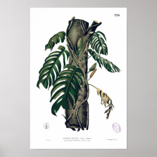 POTHOS? PINATA Botanical Tropical Leaf Poster