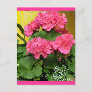"Potted Coral Pink Geraniums" Notes & Stamps Postcard