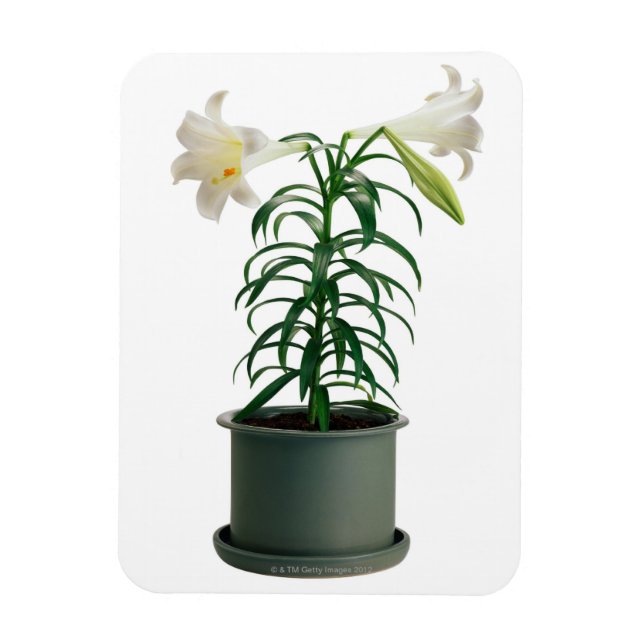 Potted Easter Lily Magnet (Vertical)