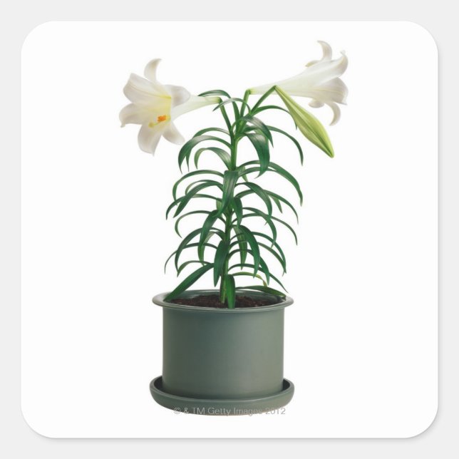 Potted Easter Lily Square Sticker (Front)
