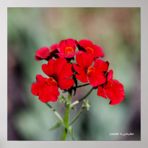 Potted - Red Poster