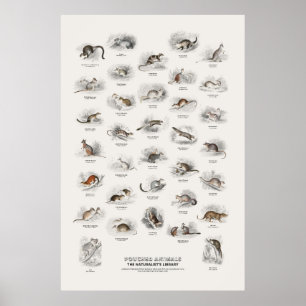 Pouched Animals - Naturalist's Library Poster