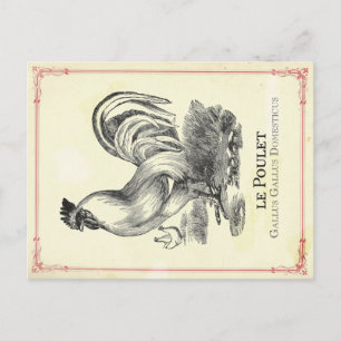 Poulet Chicken Postcard