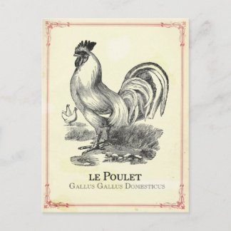 Poulet Chicken Postcard