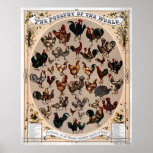 Poultry Of The World Poster